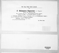 Melampsora magnusiana image